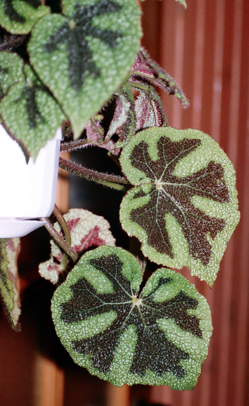 Begonia masoniana (Criss Cross Begonia) (alternate view 4)