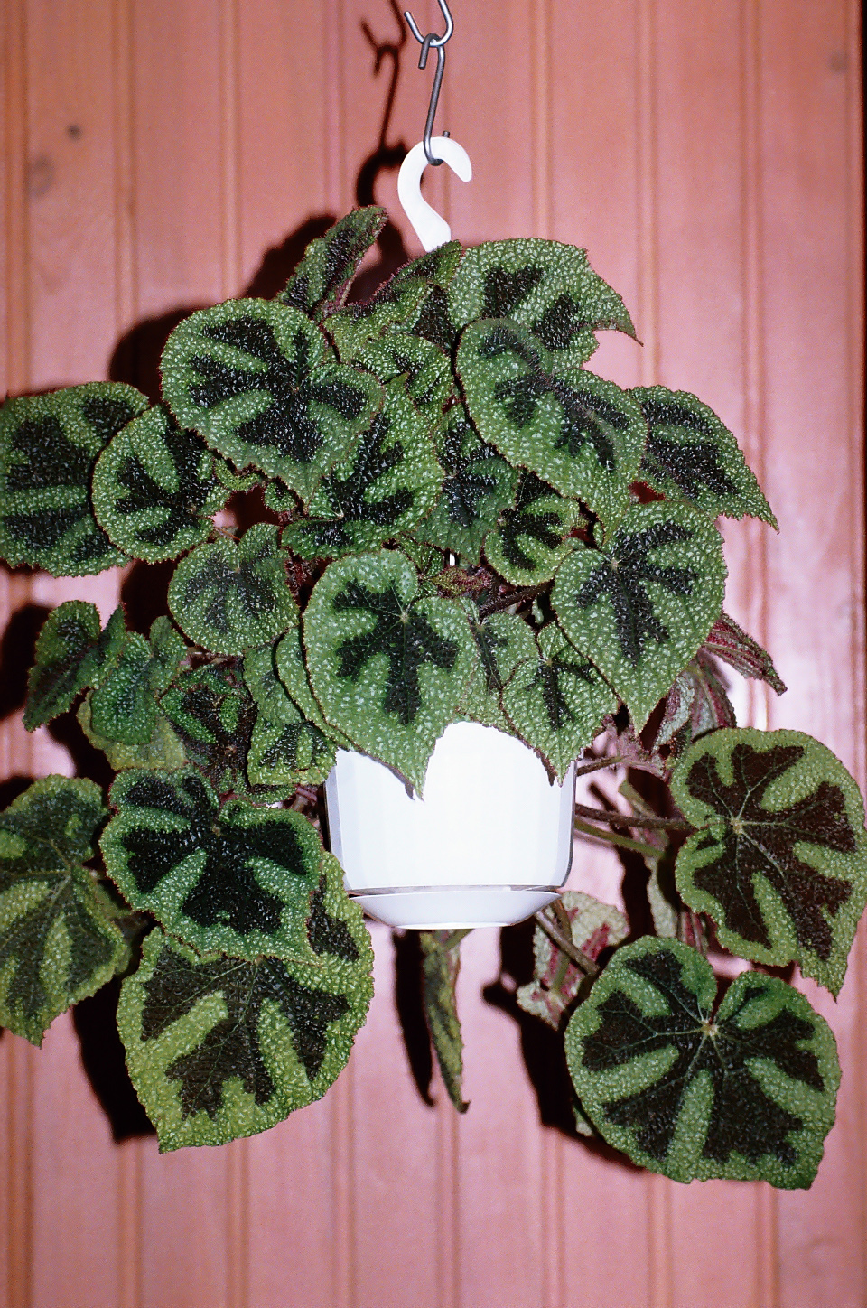 Begonia masoniana (Criss Cross Begonia) (alternate view 5)