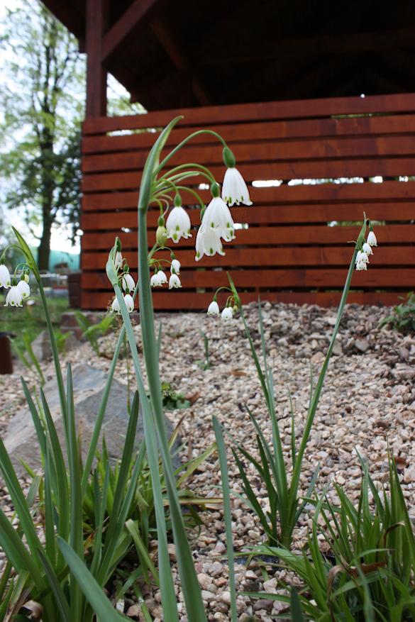 Leucojum aestivum (spring snowflakes) (alternate view 9)