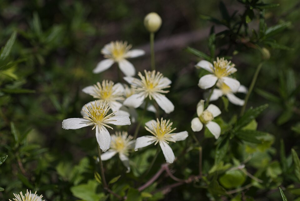 Clematis lasiantha (Pipestem Clematis) (alternate view 9)