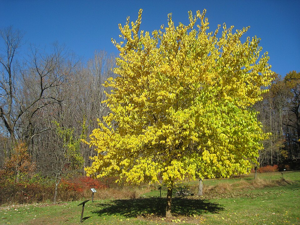 Maclura pomifera (Osage-orange)