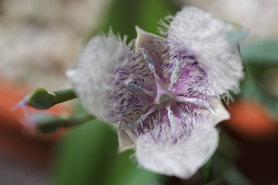 Calochortus tolmiei (Tolmie's pussy ears) (alternate view 2)