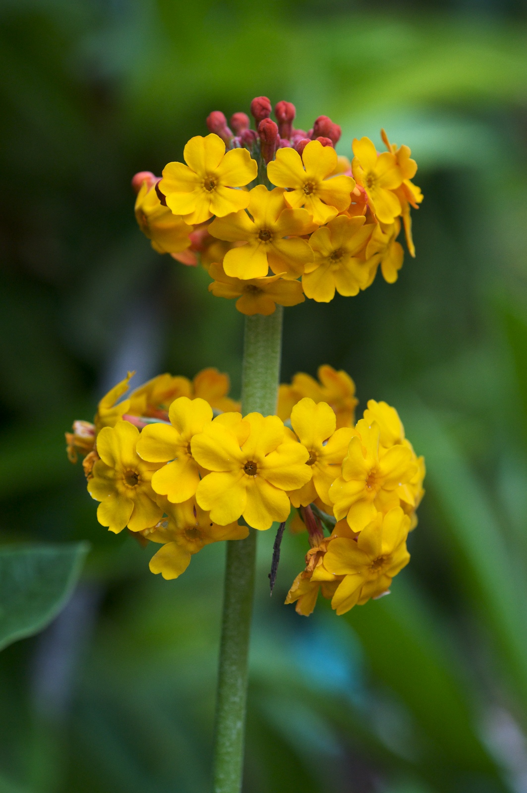 Primula bulleyana (Bulley's Primrose)