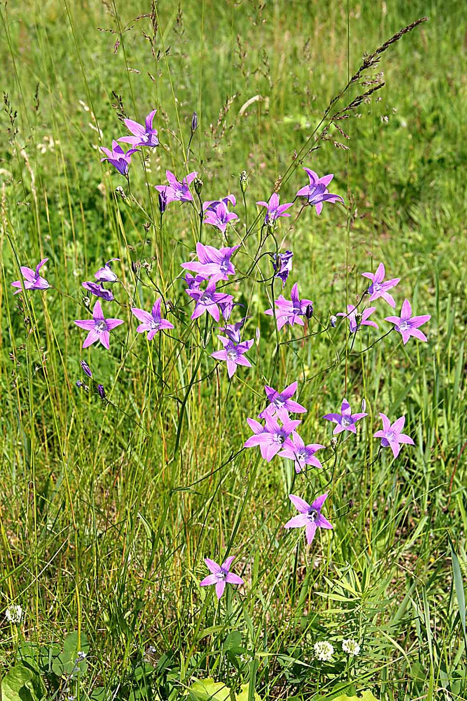 Campanula patula (Spreading Bellflower)