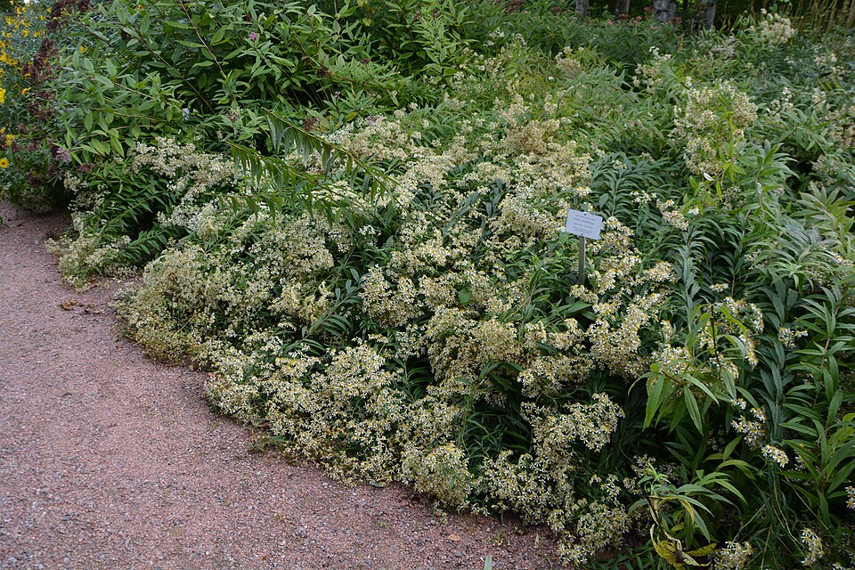 Doellingeria umbellata (flat-top white aster) (alternate view 4)