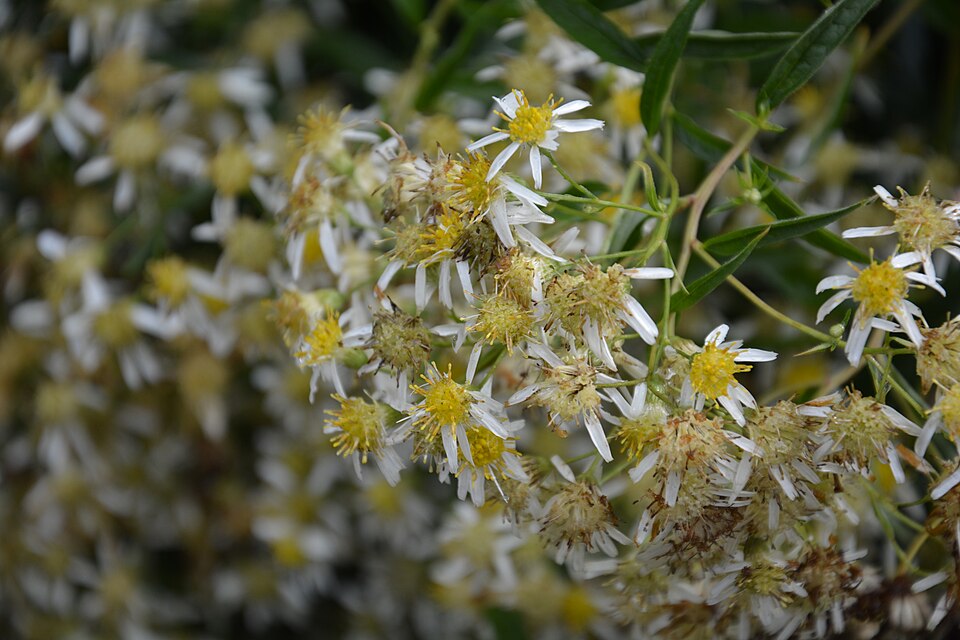 Doellingeria umbellata (flat-top white aster) (alternate view 5)