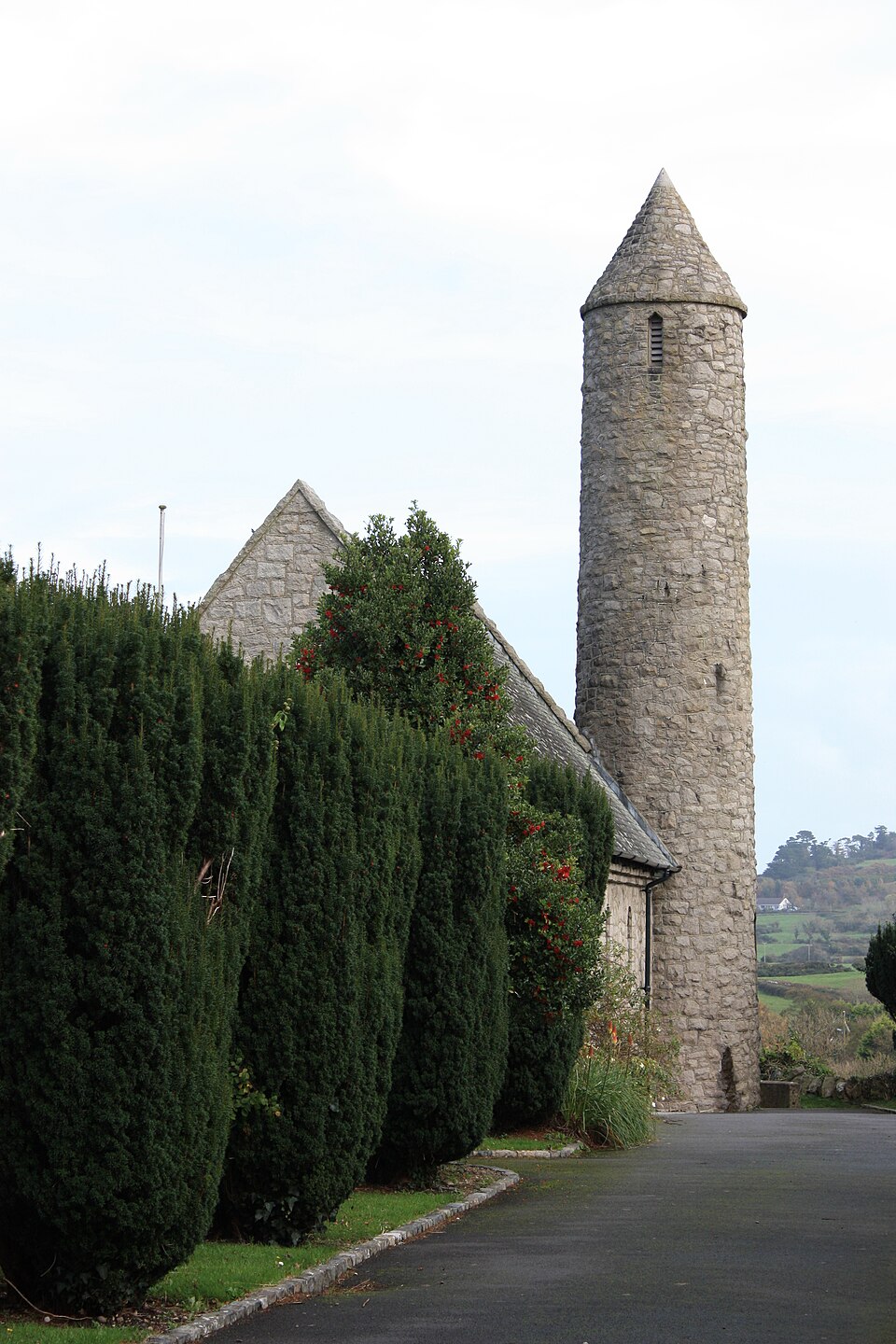 Taxus baccata 'Fastigiata' (Irish Yew) (alternate view 3)