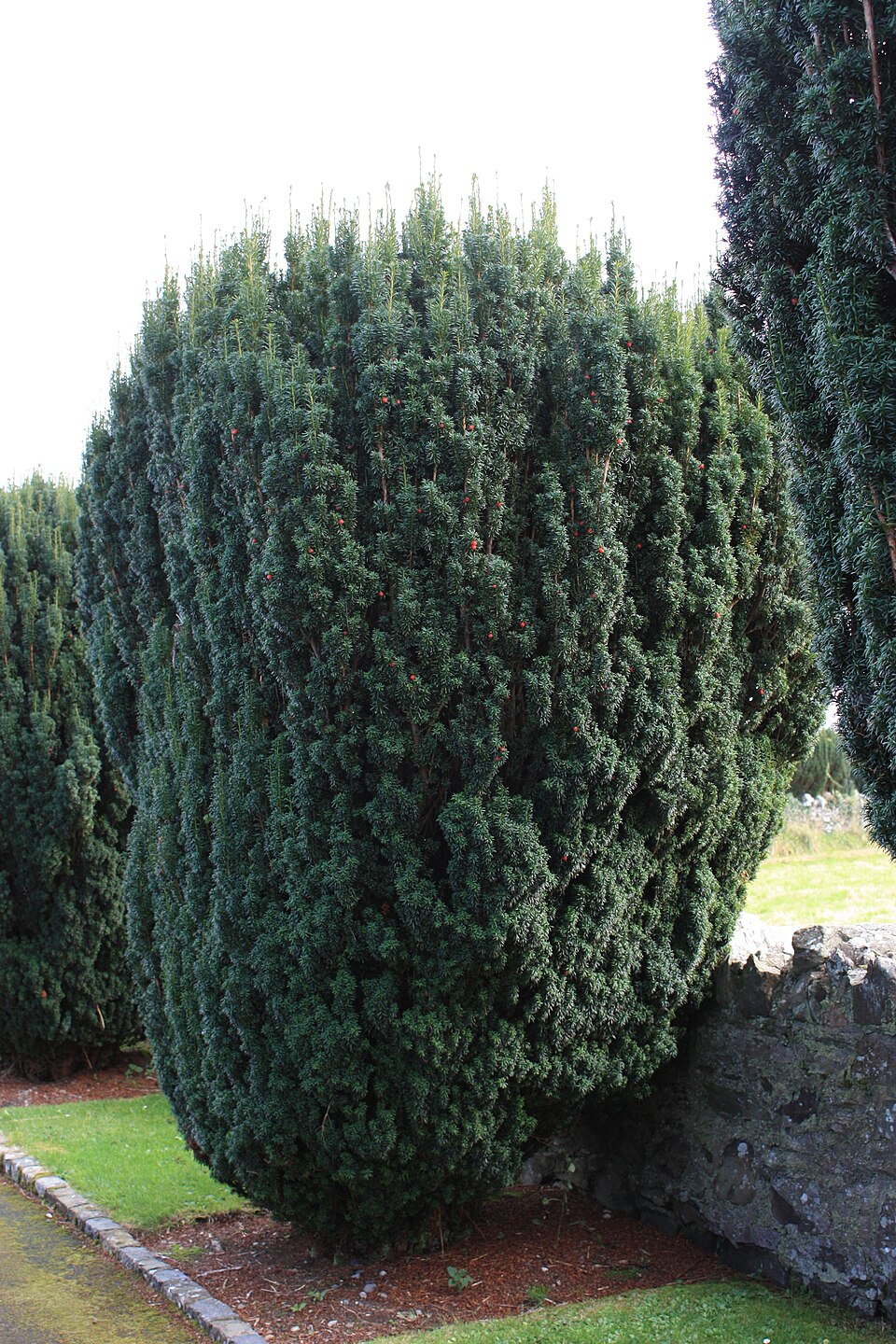 Taxus baccata 'Fastigiata' (Irish Yew) (alternate view 4)