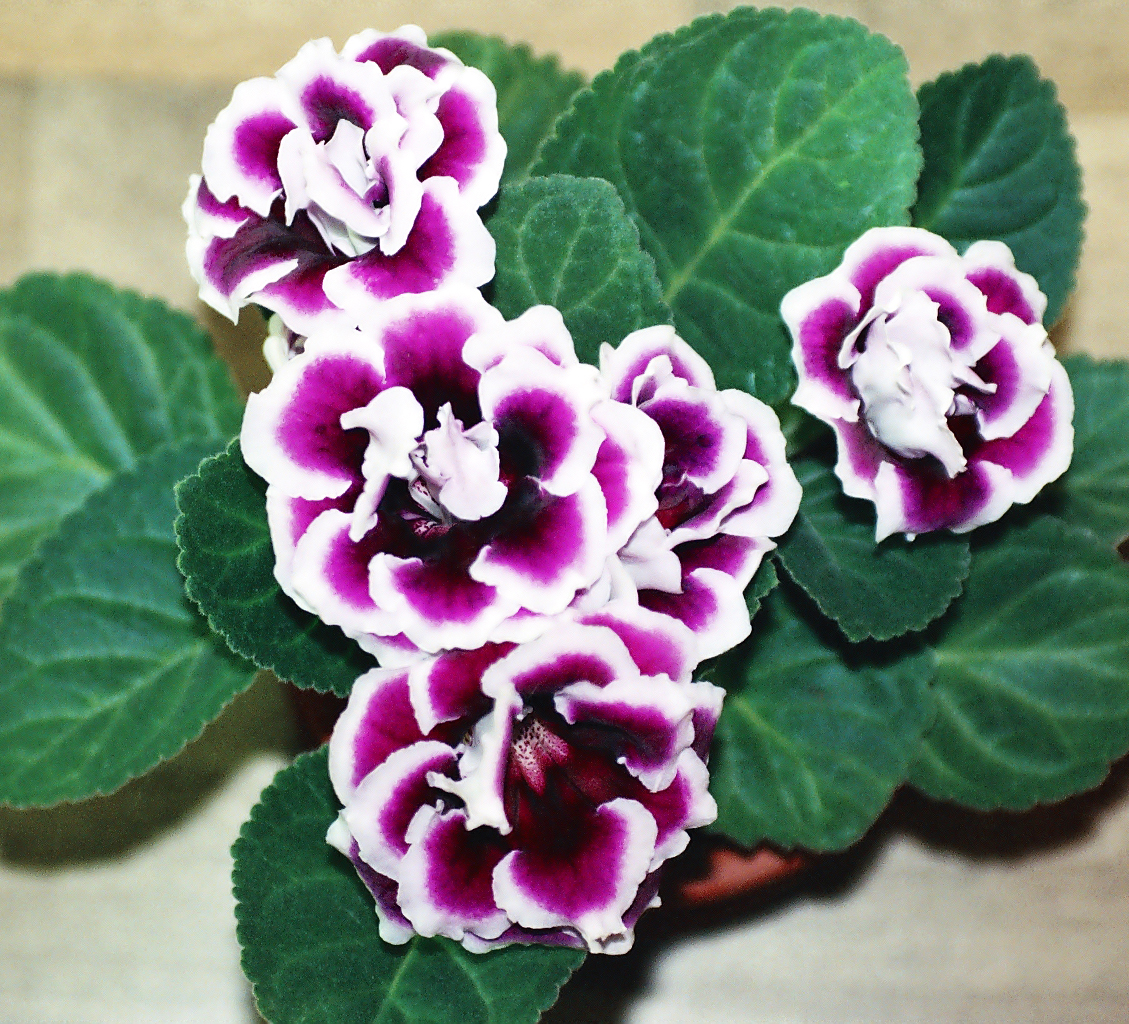 Sinningia speciosa, Gloxinia — mounding deciduous (Gesneriaceae) (image 1 of 10)
