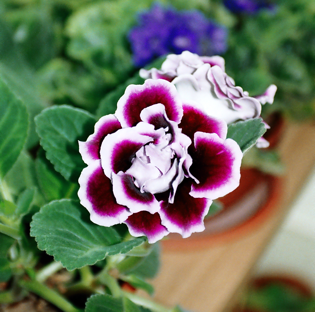 Sinningia speciosa, Gloxinia — mounding deciduous (Gesneriaceae) (image 2 of 10)