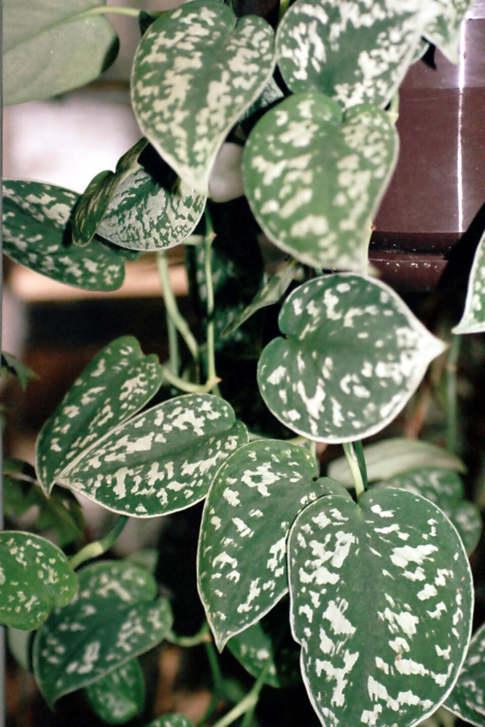 Scindapsus pictus (Satin Pothos) (alternate view 4)