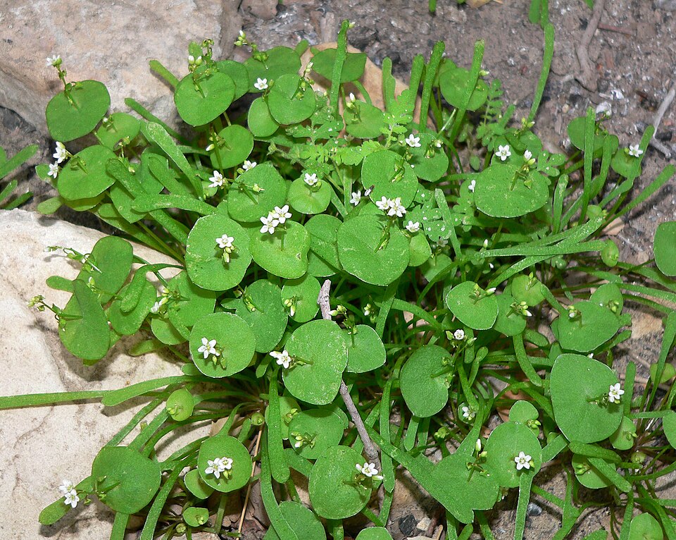 Claytonia parviflora (Streambank Springbeauty) (alternate view 5)