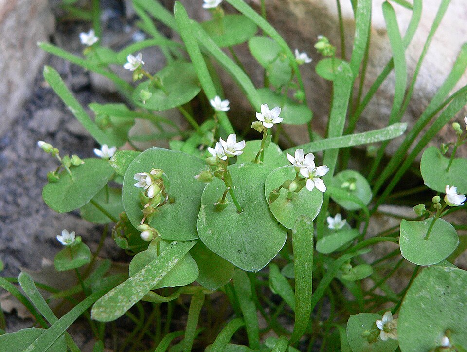 Claytonia parviflora (Streambank Springbeauty) (alternate view 6)