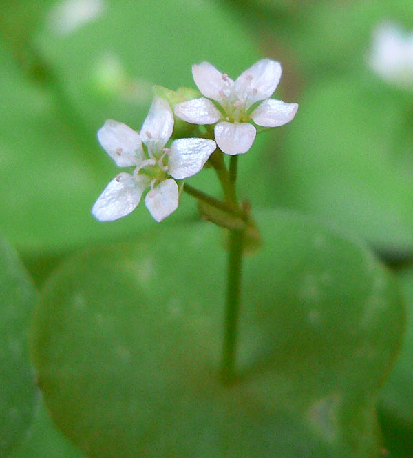 Claytonia parviflora (Streambank Springbeauty) (alternate view 7)