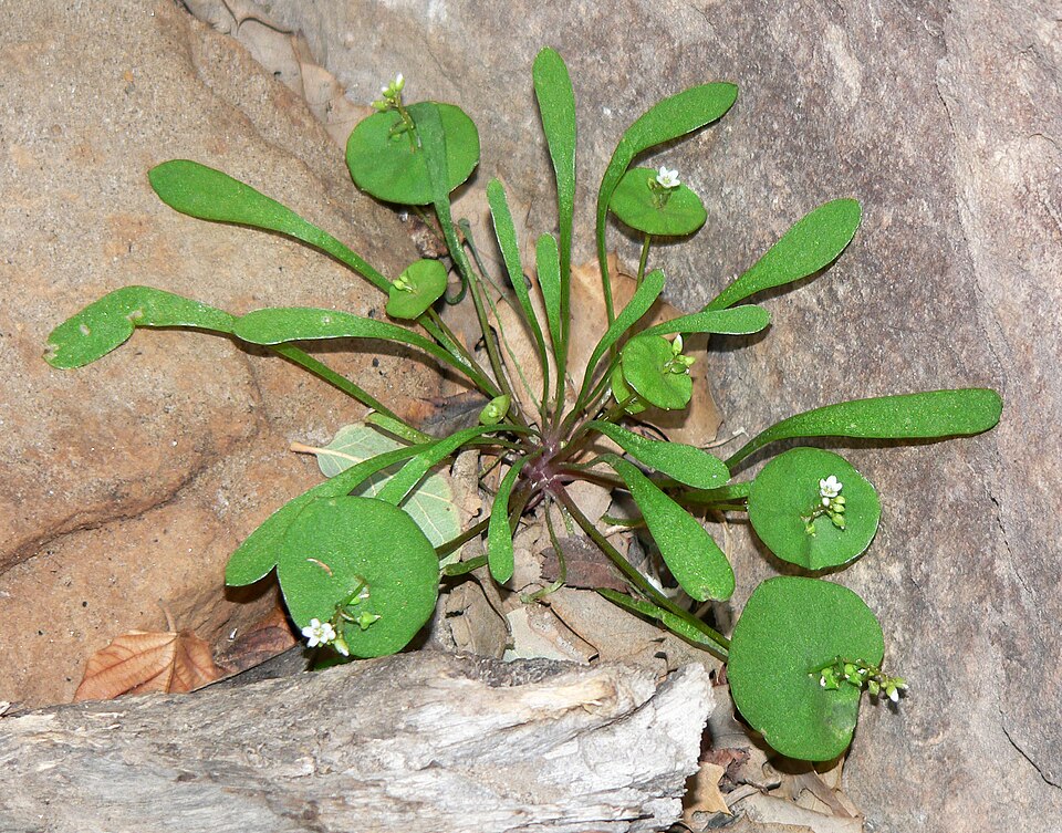 Claytonia parviflora (Streambank Springbeauty) (alternate view 8)