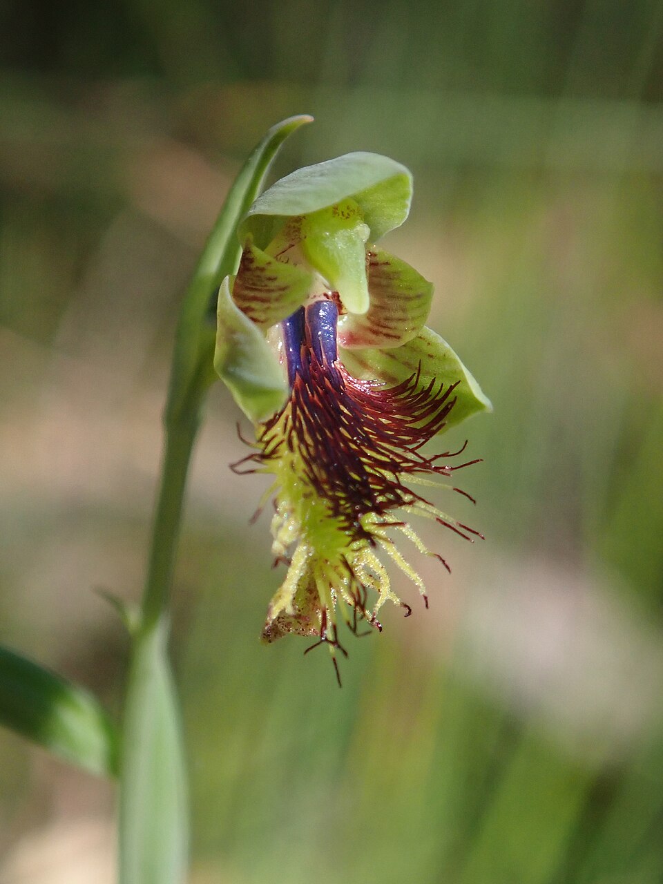 Calochilus campestris (copper beard orchid) (alternate view 7)