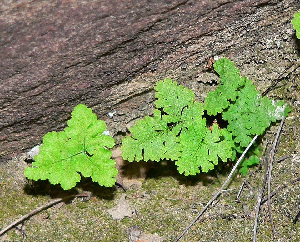 Pentagramma triangularis (goldback fern) (alternate view 3)