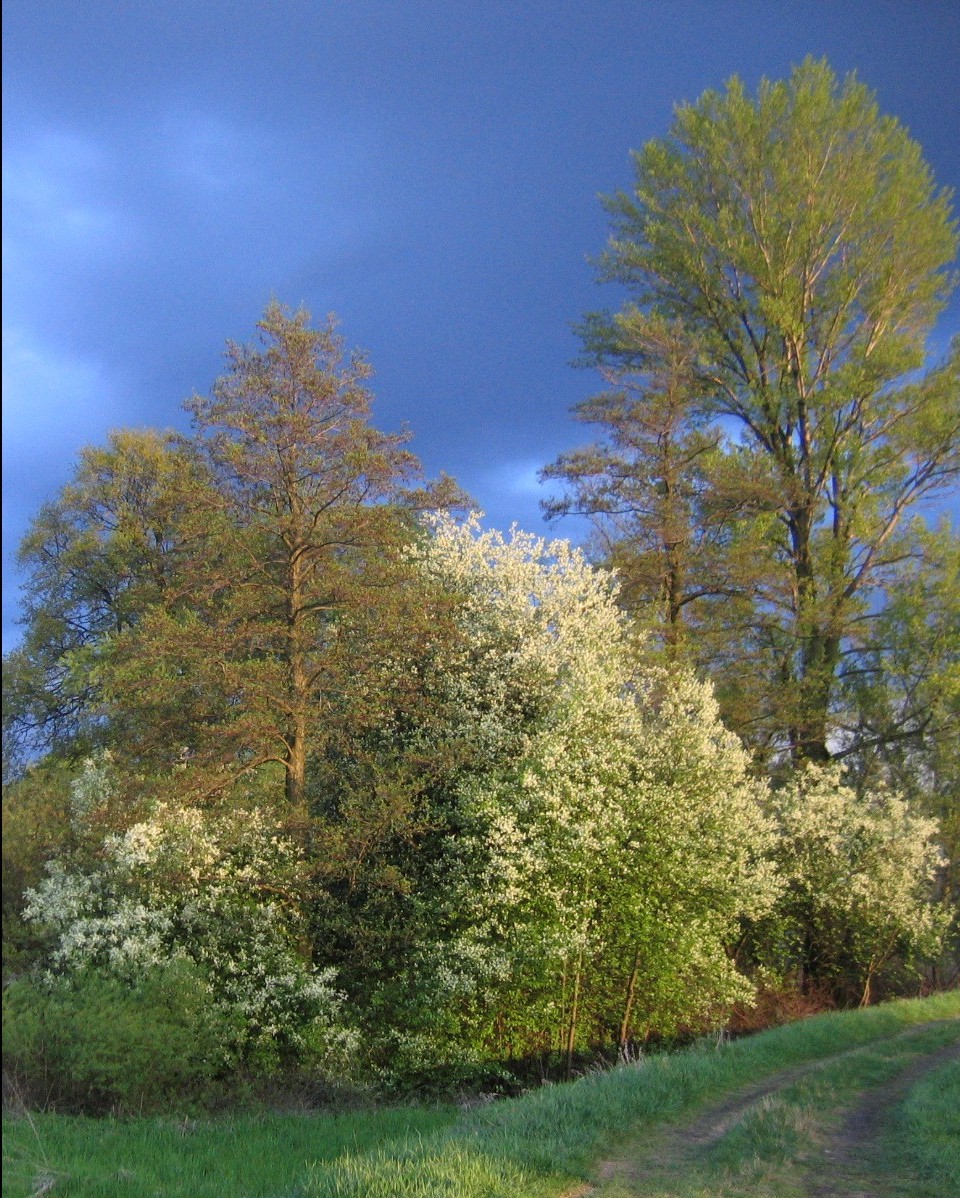 Prunus padus (bird cherry)