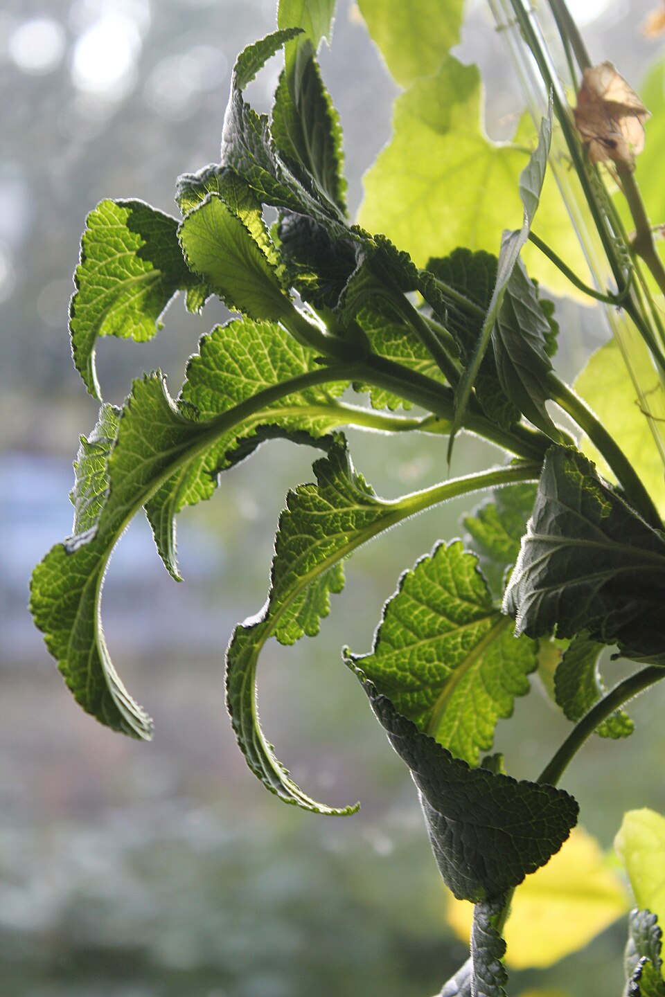 Scrophularia (figworts) (alternate view 4)