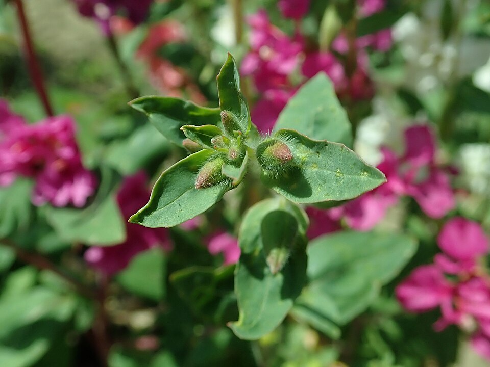 Clarkia unguiculata (Elegant Clarkia) (alternate view 10)