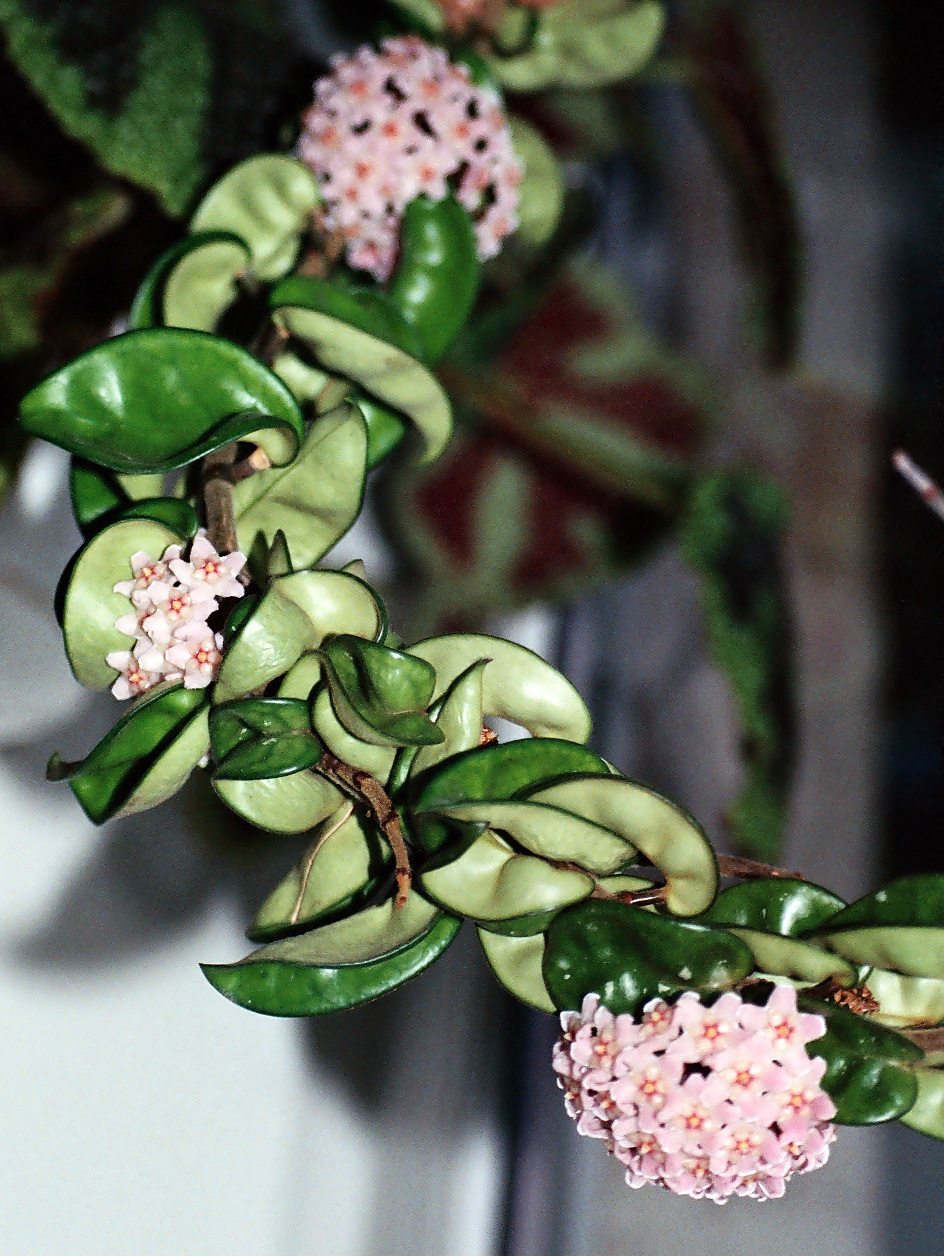 Hoya carnosa 'Compacta' (Hindu Rope Plant)