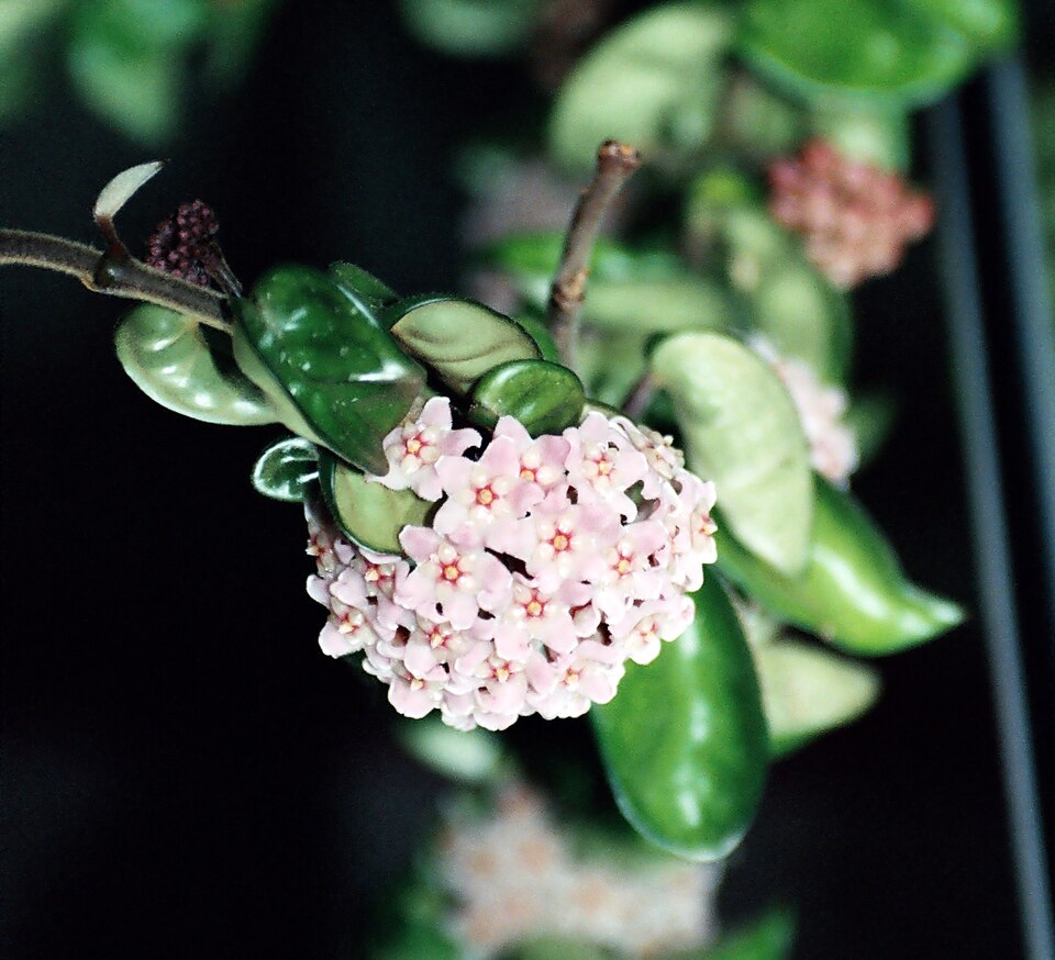 Hoya carnosa 'Compacta' (Hindu Rope Plant) (alternate view 2)