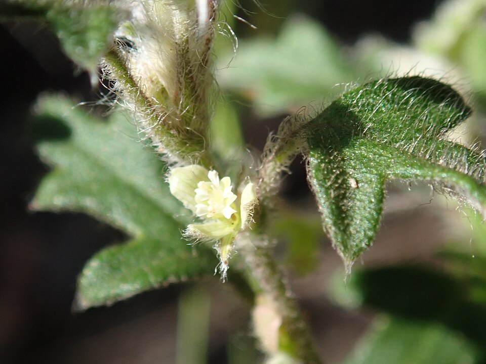 Xanthosia pilosa (Woolly Xanthosia) (alternate view 8)