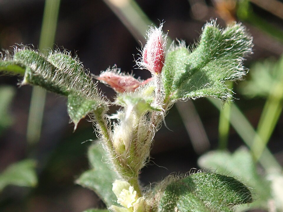 Xanthosia pilosa (Woolly Xanthosia) (alternate view 9)