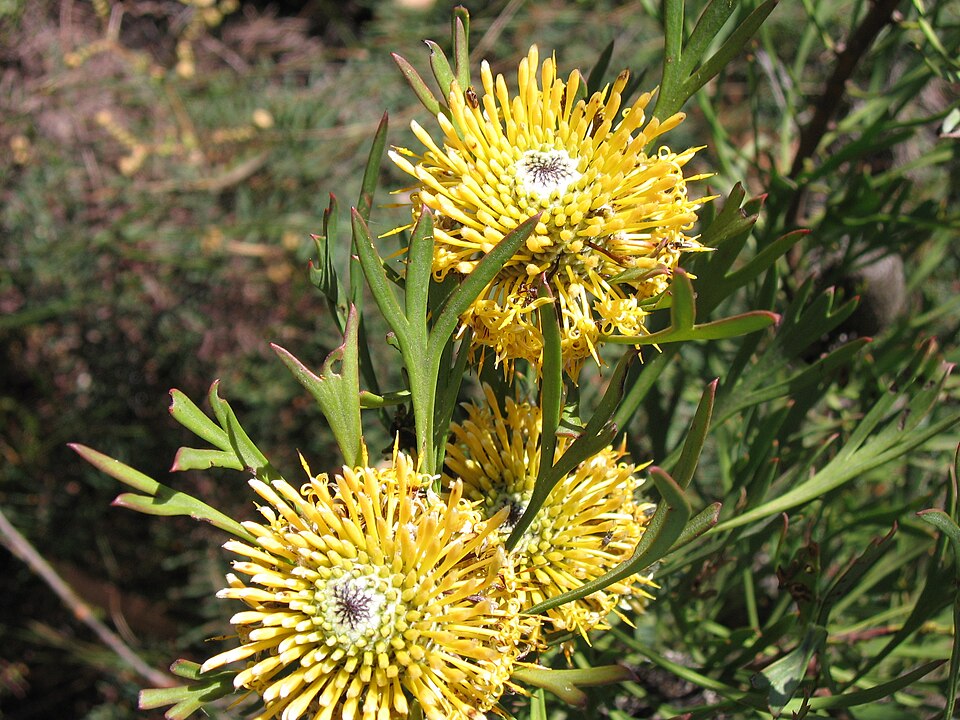 Isopogon anemonifolius (Broad-leaved Drumsticks) (alternate view 2)