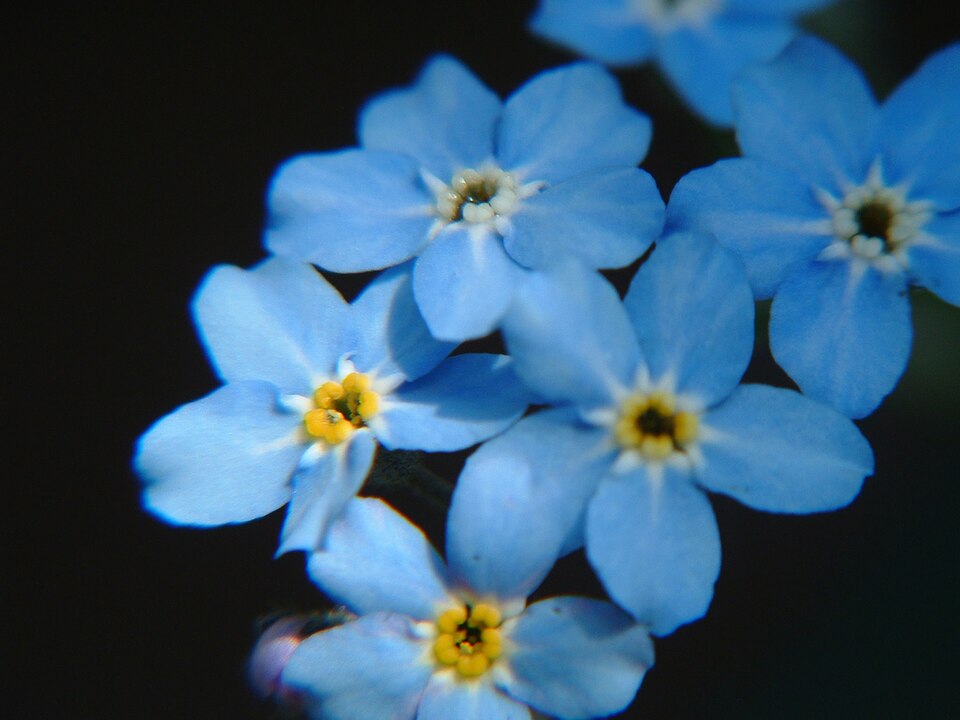 Myosotis latifolia (broadleaf forget-me-not) (alternate view 6)