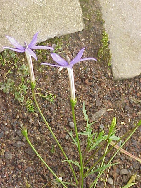 Lithotoma axillaris (rock isotome) (alternate view 3)