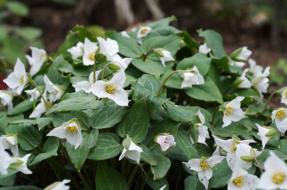Pseudotrillium rivale (brook wakerobin) (alternate view 9)