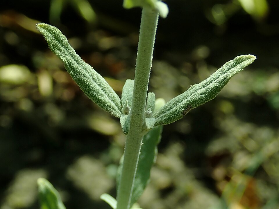 Perovskia atriplicifolia 'Lacey Blue' (Lacey Blue Russian Sage)
