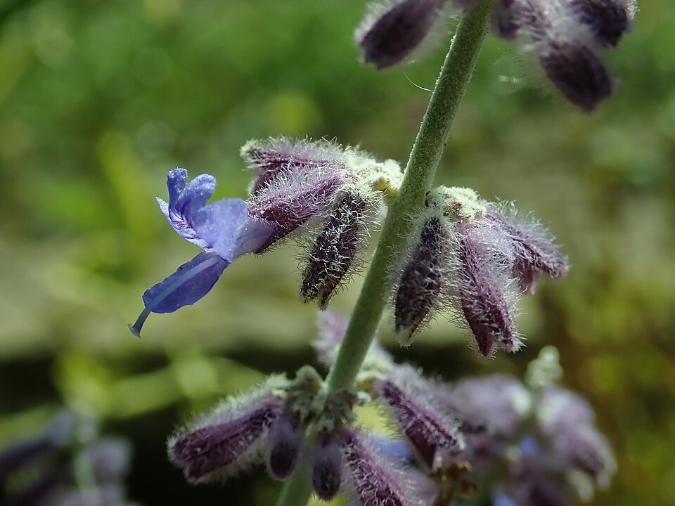 Perovskia atriplicifolia 'Lacey Blue' (Lacey Blue Russian Sage) (alternate view 2)