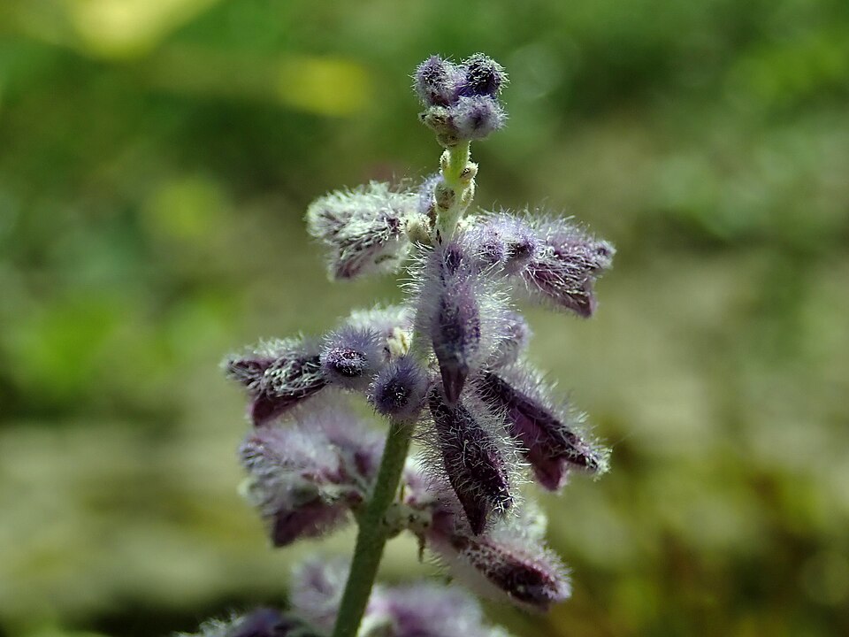 Perovskia atriplicifolia 'Lacey Blue' (Lacey Blue Russian Sage) (alternate view 3)