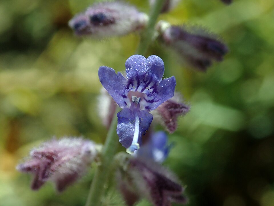 Perovskia atriplicifolia 'Lacey Blue' (Lacey Blue Russian Sage) (alternate view 4)