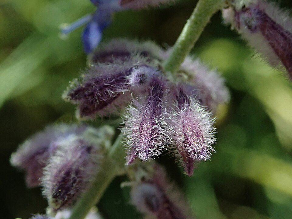 Perovskia atriplicifolia 'Lacey Blue' (Lacey Blue Russian Sage) (alternate view 5)