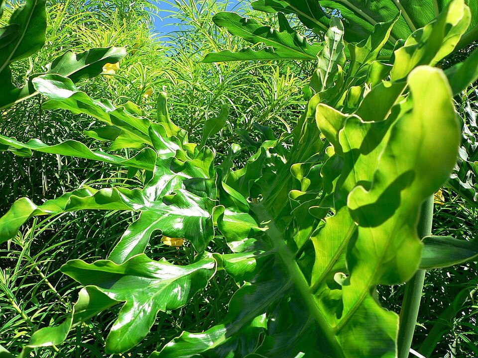 Monstera deliciosa (Swiss Cheese Plant) (alternate view 7)