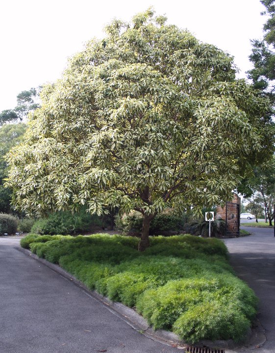 Lophostemon confertus (Brush Box)