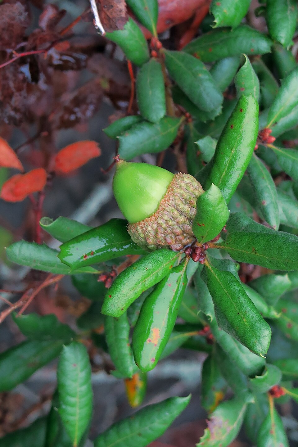 Quercus durata (Leather Oak) (alternate view 6)