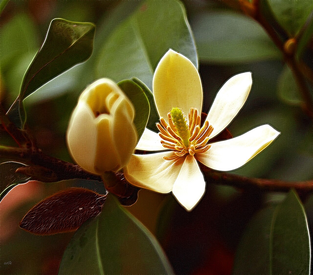 Magnolia figo, Banana shrub — upright evergreen (Magnoliaceae) (image 1 of 10)