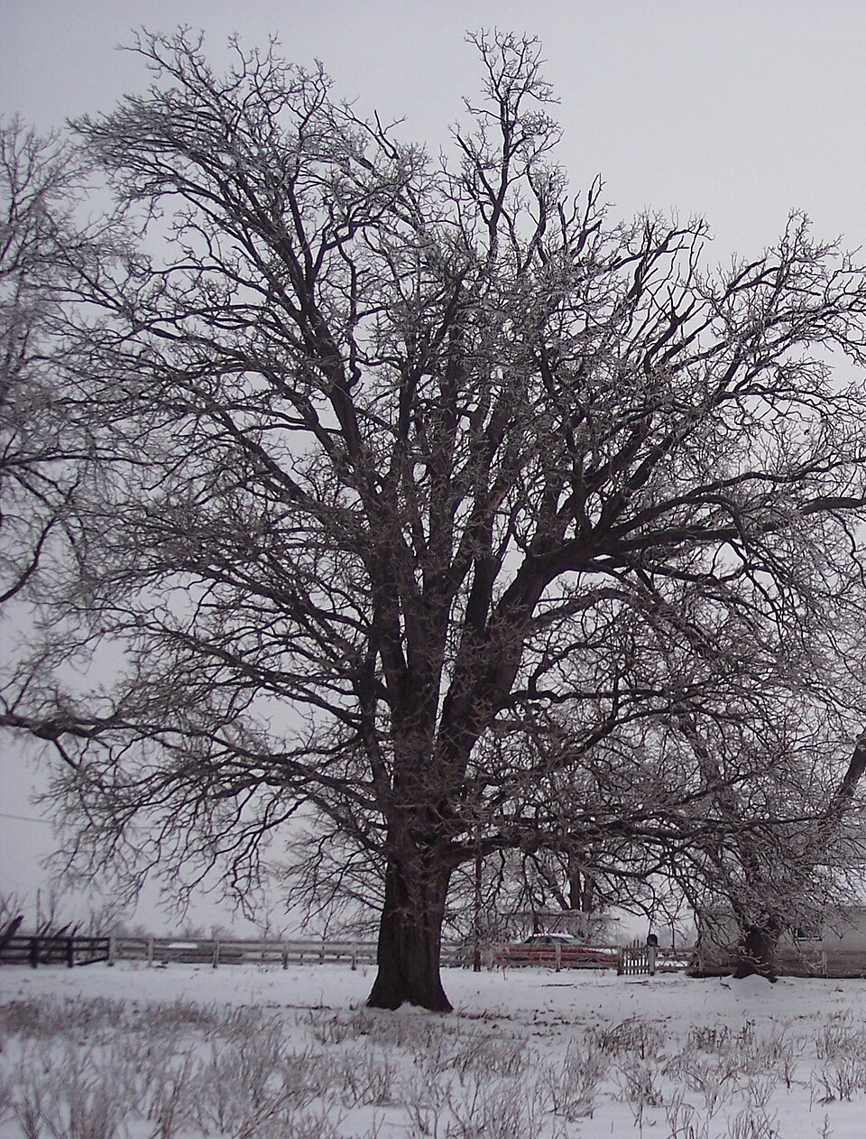 Quercus macrocarpa (Bur Oak)