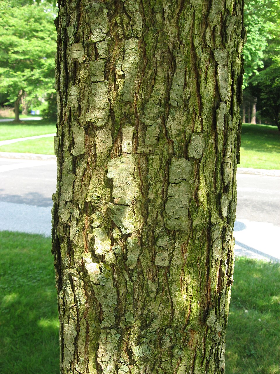 Quercus lyrata (overcup oak) (alternate view 7)
