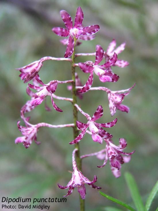 Dipodium variegatum (Slender Hyacinth-Orchid)