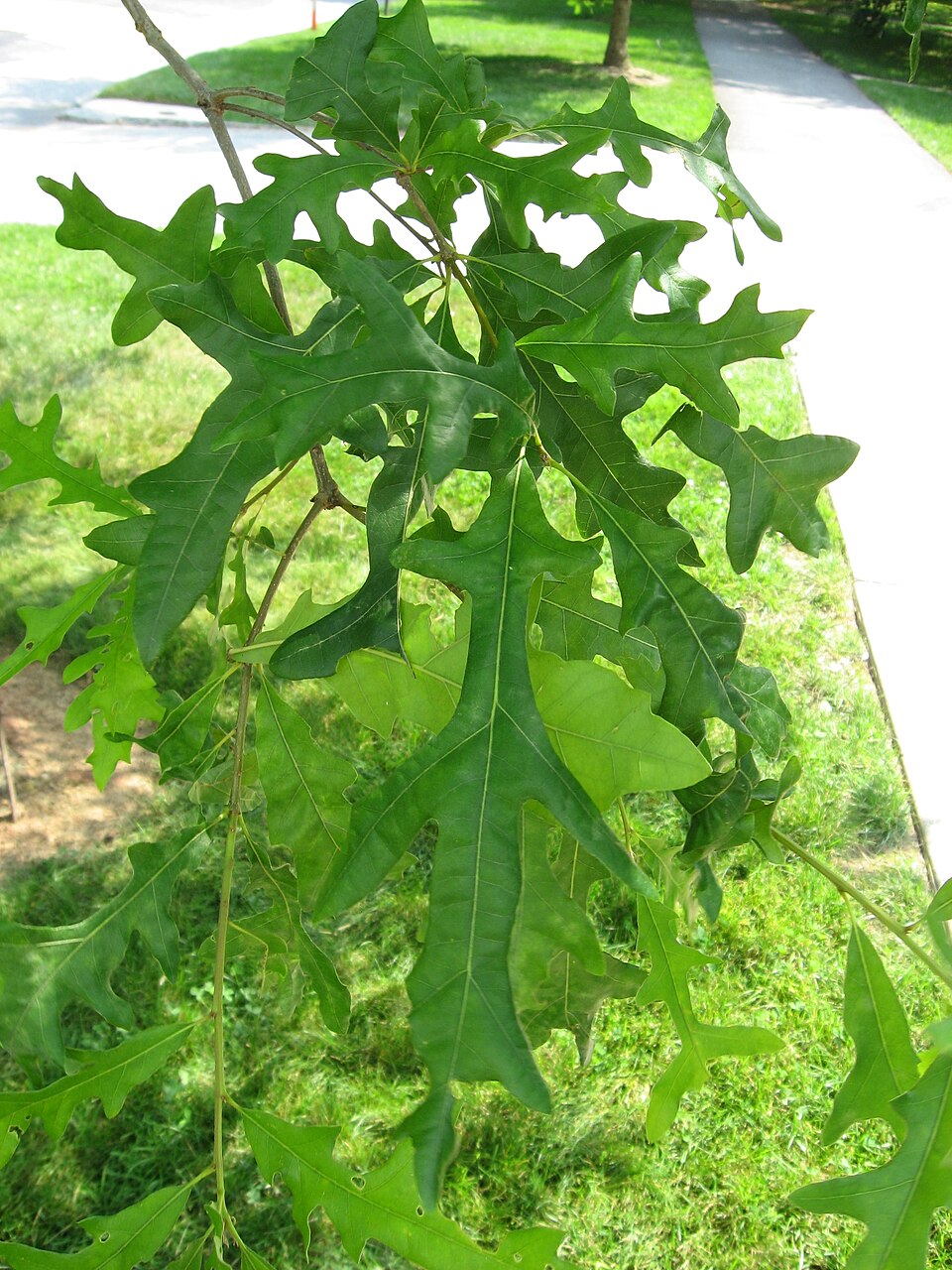 Quercus lyrata (overcup oak) (alternate view 8)
