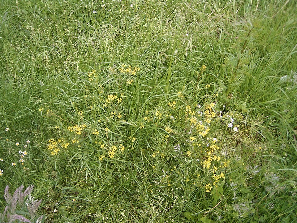 Rorippa palustris (Bog Yellowcress)