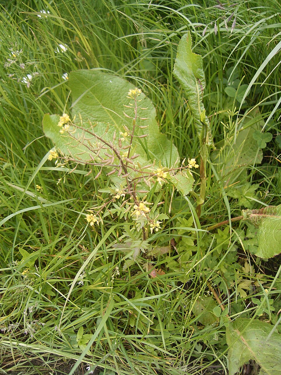 Rorippa palustris (Bog Yellowcress)