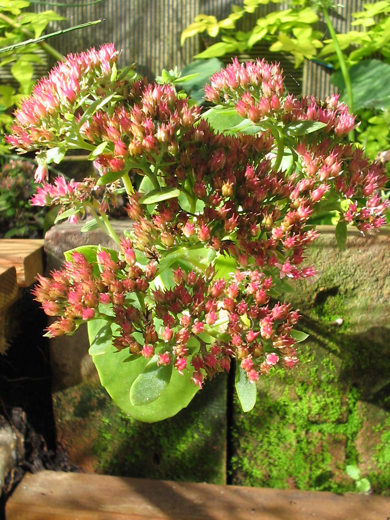 Hylotelephium 'Herbstfreude' (Autumn Joy Sedum) (alternate view 3)