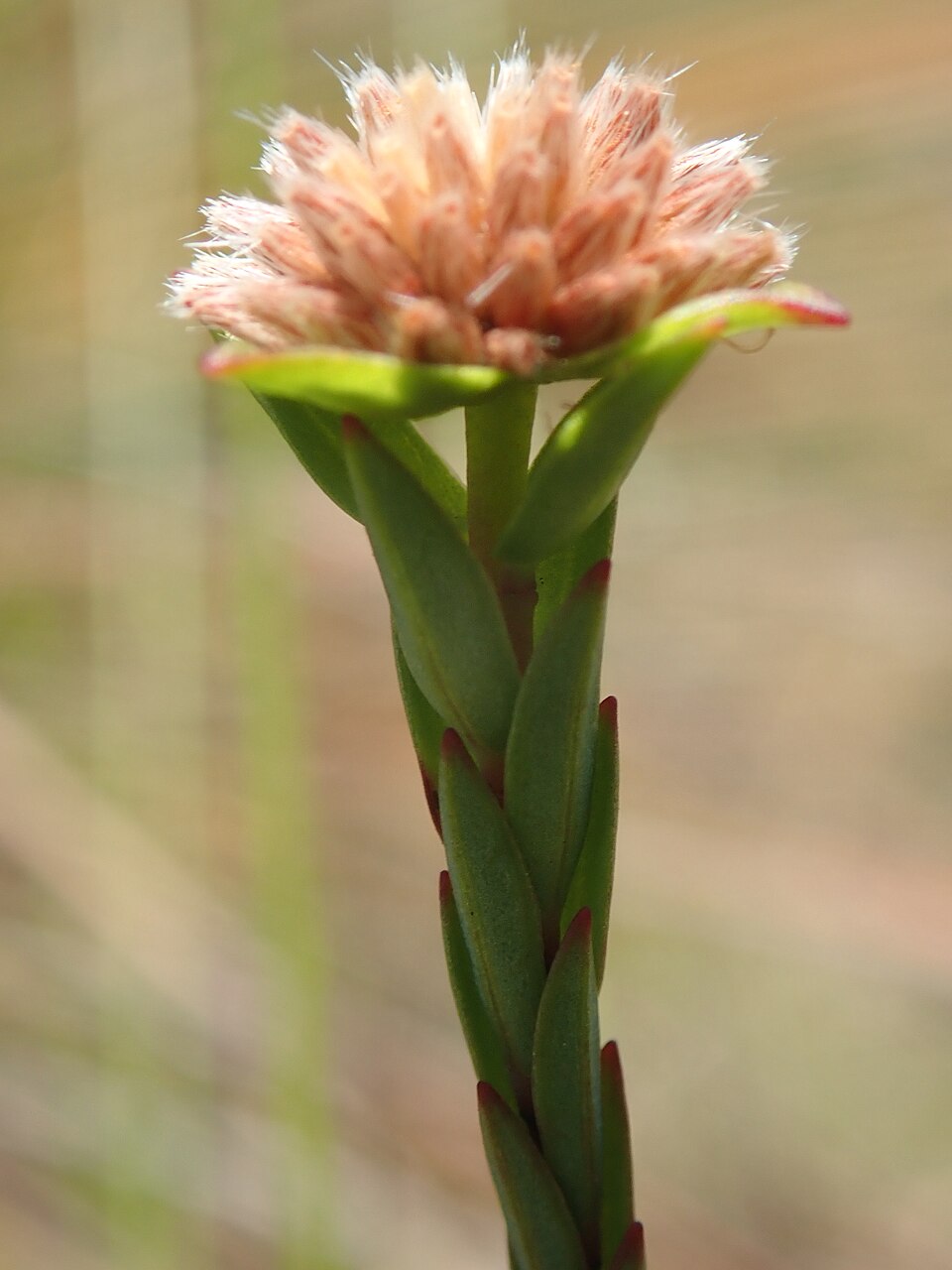 Pimelea glauca (smooth riceflower) (alternate view 6)