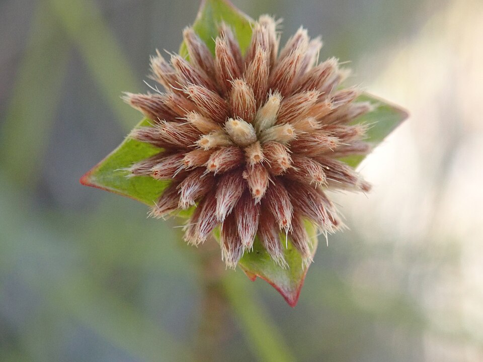 Pimelea glauca (smooth riceflower) (alternate view 7)